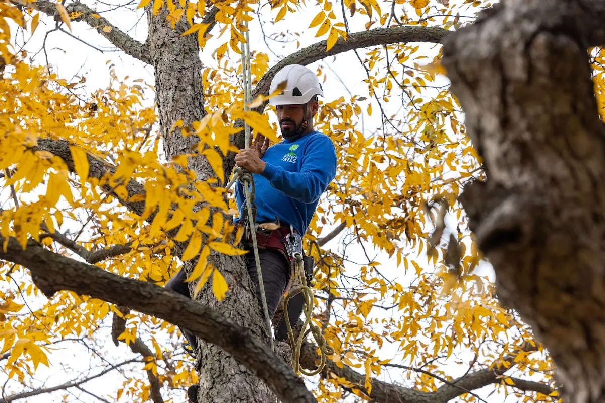 Skilled Tree Transplanting crew working in Elm Grove